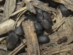 Ammophorus