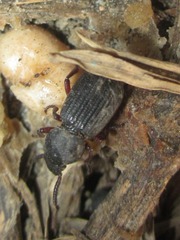 Ammophorus