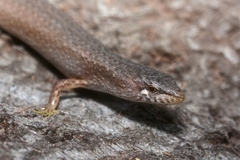 Southern Weasel Skink photo 2