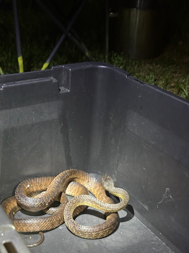 Brown Tree Snake sighting