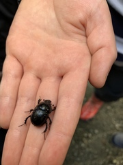 Anoplotrupes stercorosus