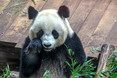 Ailuropoda melanoleuca