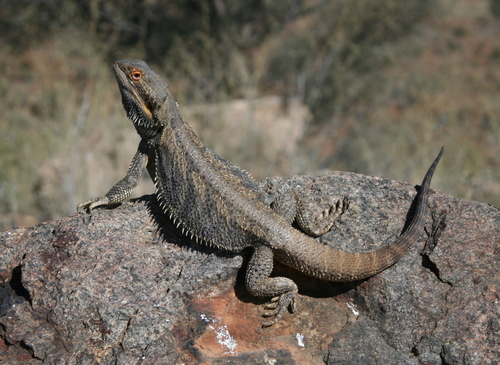 Central Bearded Dragon