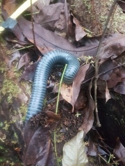Acladocricus