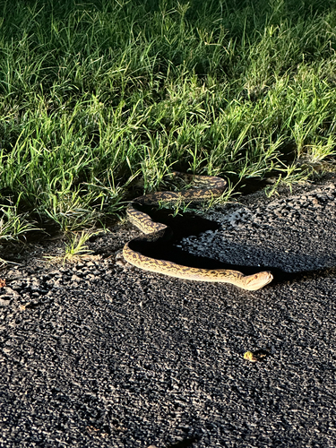 Australian Scrub Python sighting