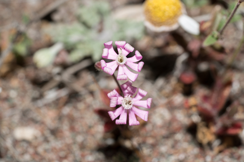 Discoloured Catchfly (Silene discolor)