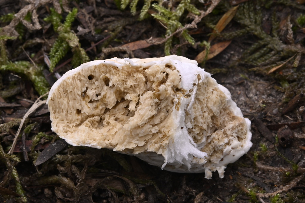 Boletus semigastroideus · May 2025 · photo: © invertebratist (iNaturalist, cc-by-nc)