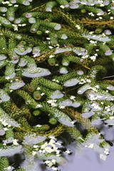 Lagarosiphon major