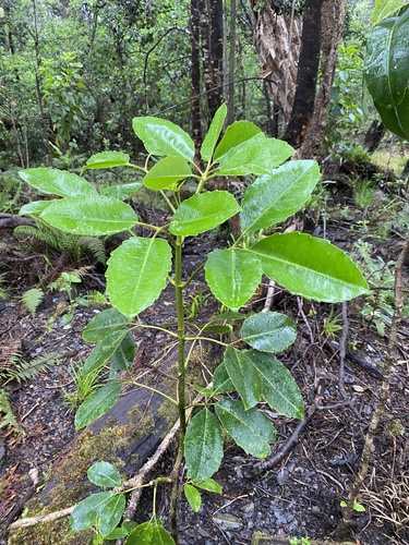 Cheirodendron trigynum observed 2025-05-19