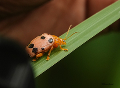Podontia quatuordecimpunctata