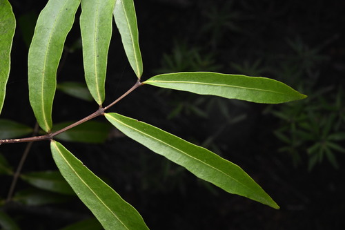 Mida salicifolia A.Cunn.
