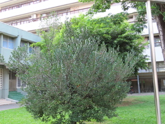 Diospyros ferrea