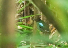 Pitta sordida cucullata