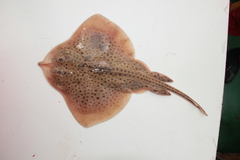 Spotted Ray photo 3