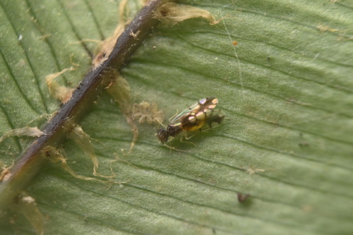 Ectopsocus gracilis, 2025-05-21