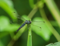 Brachydiplax