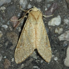 Lophocampa mixta