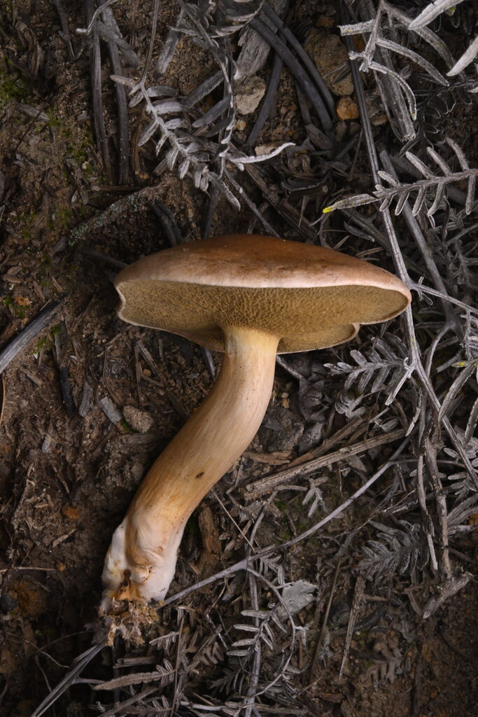 Suillus bovinus · May 2025 · photo: © invertebratist (iNaturalist, cc-by-nc)