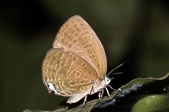 Arhopala epimuta