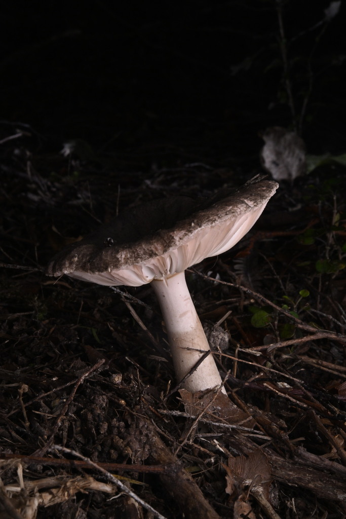 Amanita nehuta · May 2025 · photo: © invertebratist (iNaturalist, cc-by-nc)