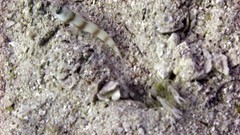 Amblyeleotris steinitzi