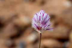 Ptilotus schwartzii