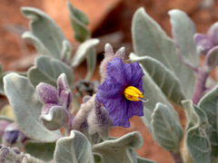 Solanum lasiophyllum