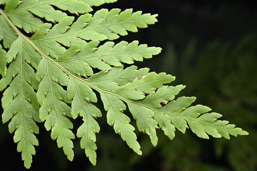 Loxsoma cunninghamii (Loxsoma cunninghamii)