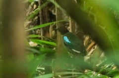 Pitta sordida cucullata