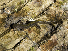 Ambystoma macrodactylum macrodactylum