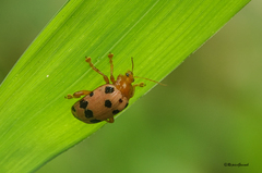 Podontia quatuordecimpunctata