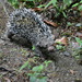 Frosted Hairy Dwarf Porcupine - Photo (c) davemor17, some rights reserved (CC BY-NC), uploaded by davemor17