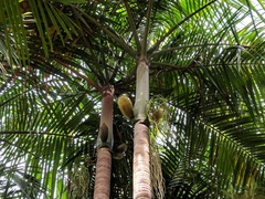 Seychelles Palm (Deckenia nobilis)