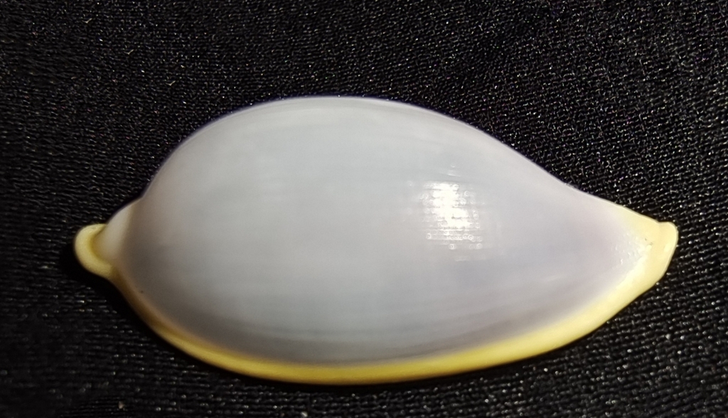 Contrasimnia