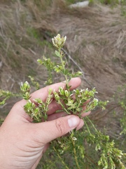 Gnidia sericea