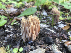 Phaeoclavulina eumorpha