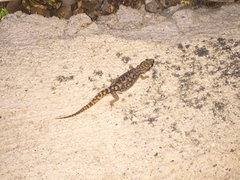Pachydactylus punctatus