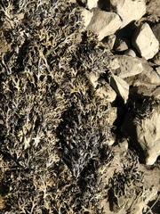 Fucus ceranoides