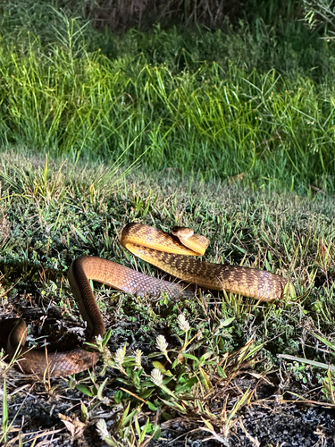 Brown Tree Snake sighting