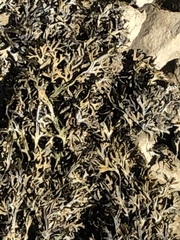 Fucus ceranoides