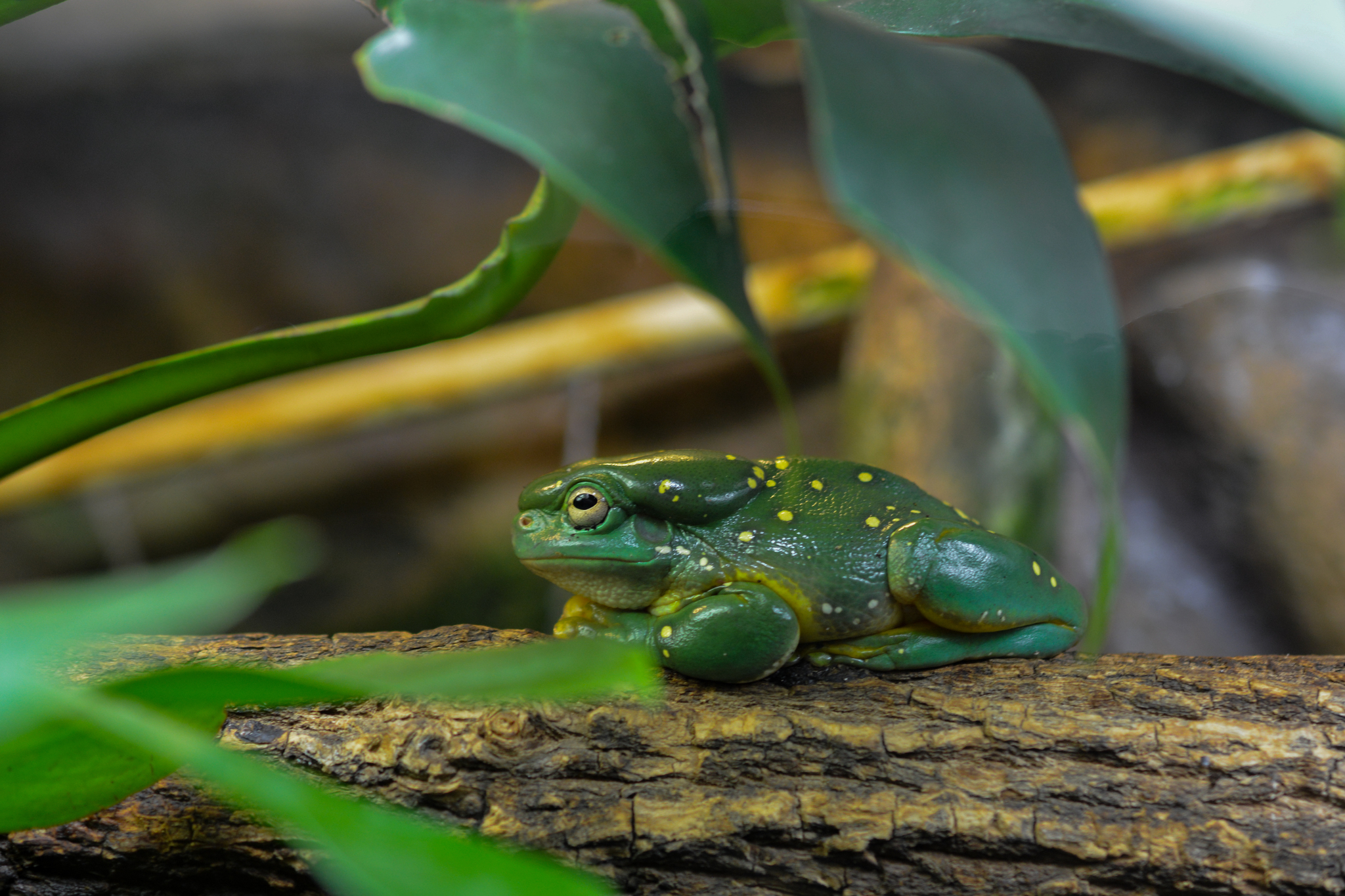 Magnificent Tree Frog (Ranoidea splendida) · iNaturalist