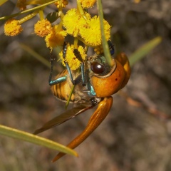 Julodimorpha saundersii