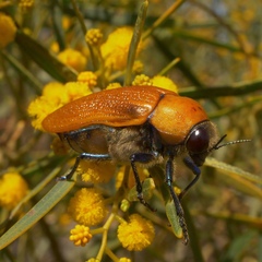 Julodimorpha saundersii