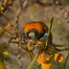 Julodimorpha saundersii