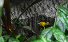 Phyllobates terribilis