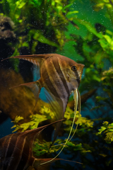 Pterophyllum altum