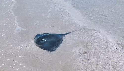 Blue stingray (Pteroplatytrygon violacea) — Dasyatidae — 4