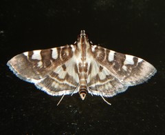 Chabula acamasalis