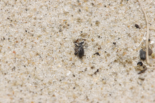 Strawberry blossom weevil, De Cocksdorp, Nederland, photo 6 of 10