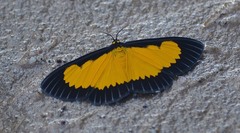 Xanthyris flaveolata